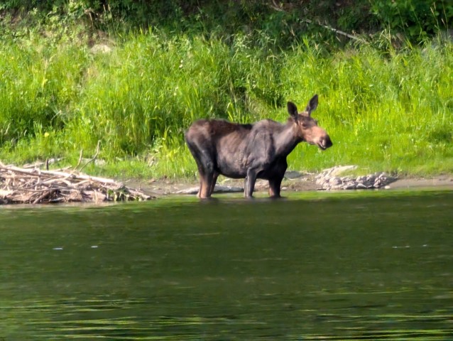 Orignal dans la Restigouche.