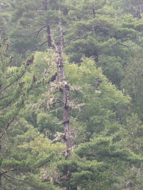 Pygargue à tête blanche