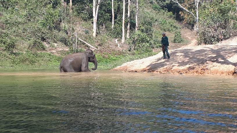 Read more about the article Éléphants, animaux sociaux